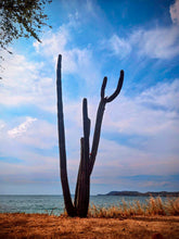 2461170 :: Giclée Rolled Canvas Print